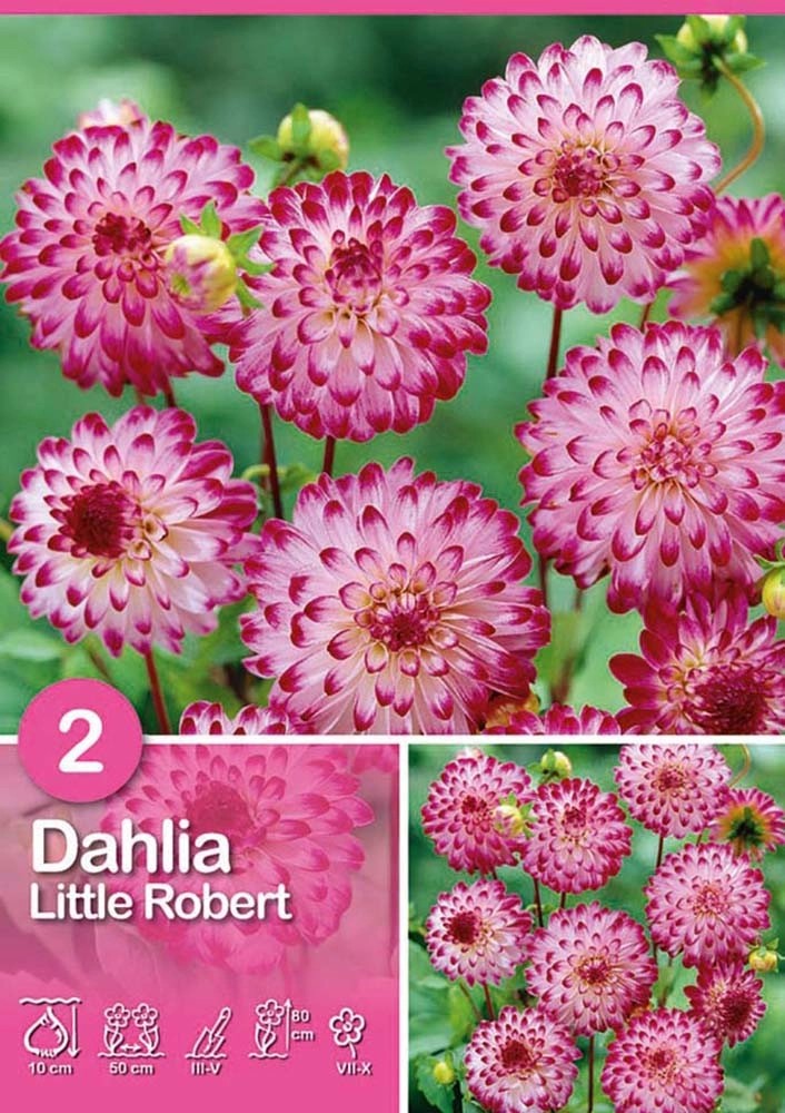 Dalia "Little Robert" Dalia "Little Robert"