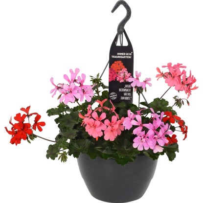 Geranio pensili Dream Garden mix tricolore in vaso Ø 27 cm Geranio pensili Dream Garden mix tricolore in vaso Ø 27 cm