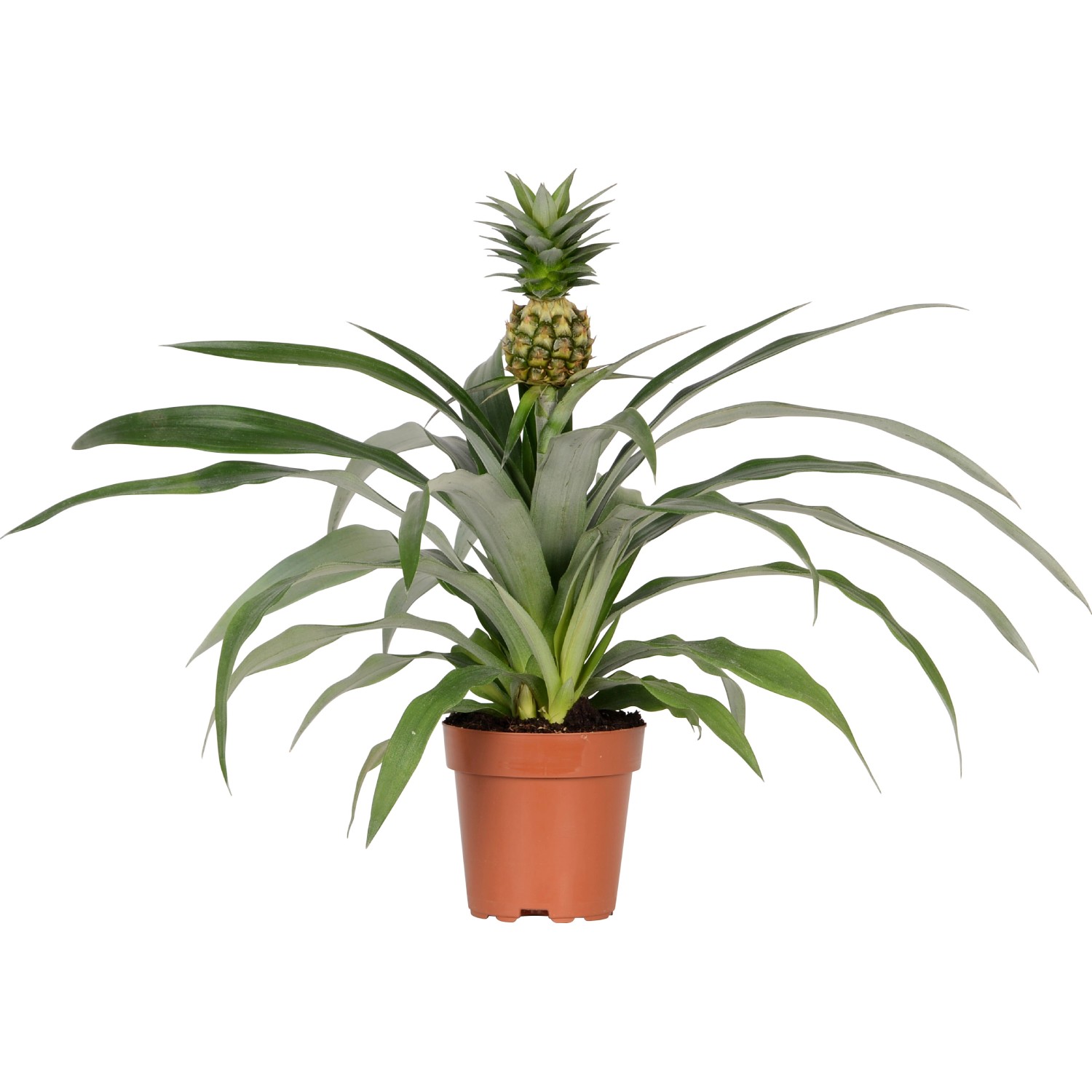 Ananas Candido in vaso Ø ca. 12 cm Ananas Candido in vaso Ø ca. 12 cm