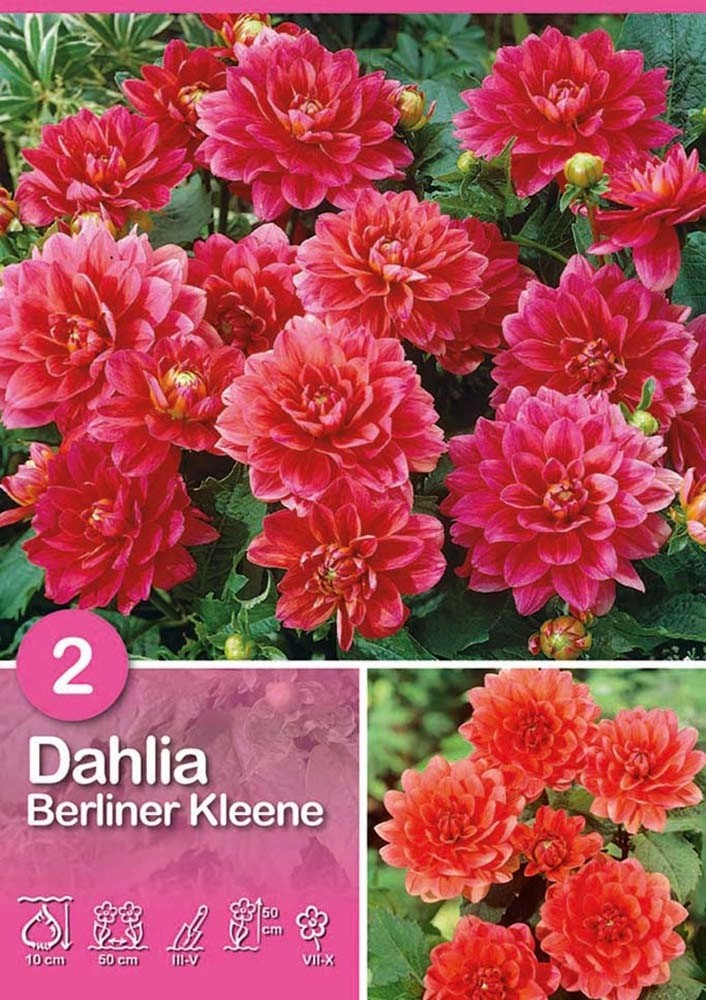 Dalia "Berliner Kleene" Dalia "Berliner Kleene"
