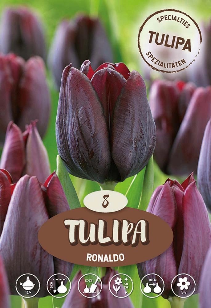 Tulipano Ronaldo Tulipano Ronaldo