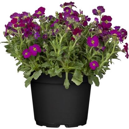 Aubrezia Graciis Rock Collection violetto vaso Ø 13 cm Aubrezia Graciis Rock Collection violetto vaso Ø 13 cm