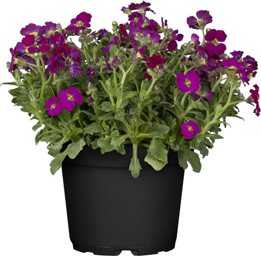 Aubrezia Graciis Rock Collection violetto vaso Ø 13 cm Aubrezia Graciis Rock Collection violetto vaso Ø 13 cm