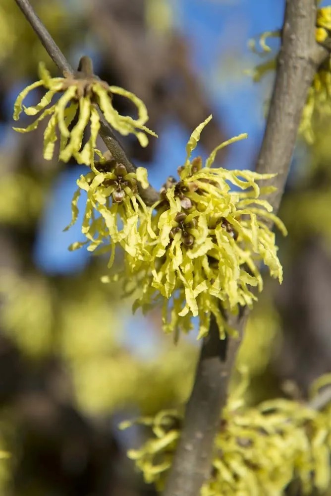 Hamamelis in varietà Hamamelis in varietà
