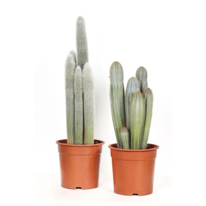 Cactus Piante grasse colonnari in vaso Ø 26 cm Cactus Piante grasse colonnari in vaso Ø 26 cm