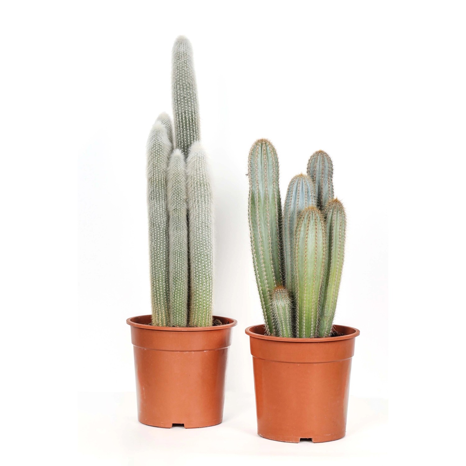 Cactus Piante grasse colonnari in vaso Ø 26 cm Cactus Piante grasse colonnari in vaso Ø 26 cm