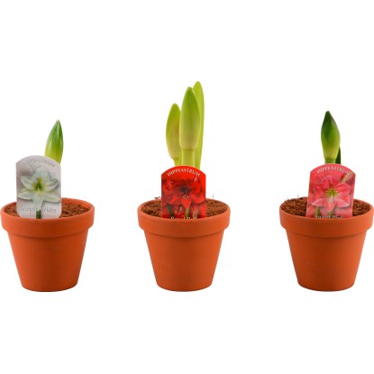 Amarillys d`inverno 2 steli vaso Ø 13 cm Amarillys d`inverno 2 steli vaso Ø 13 cm