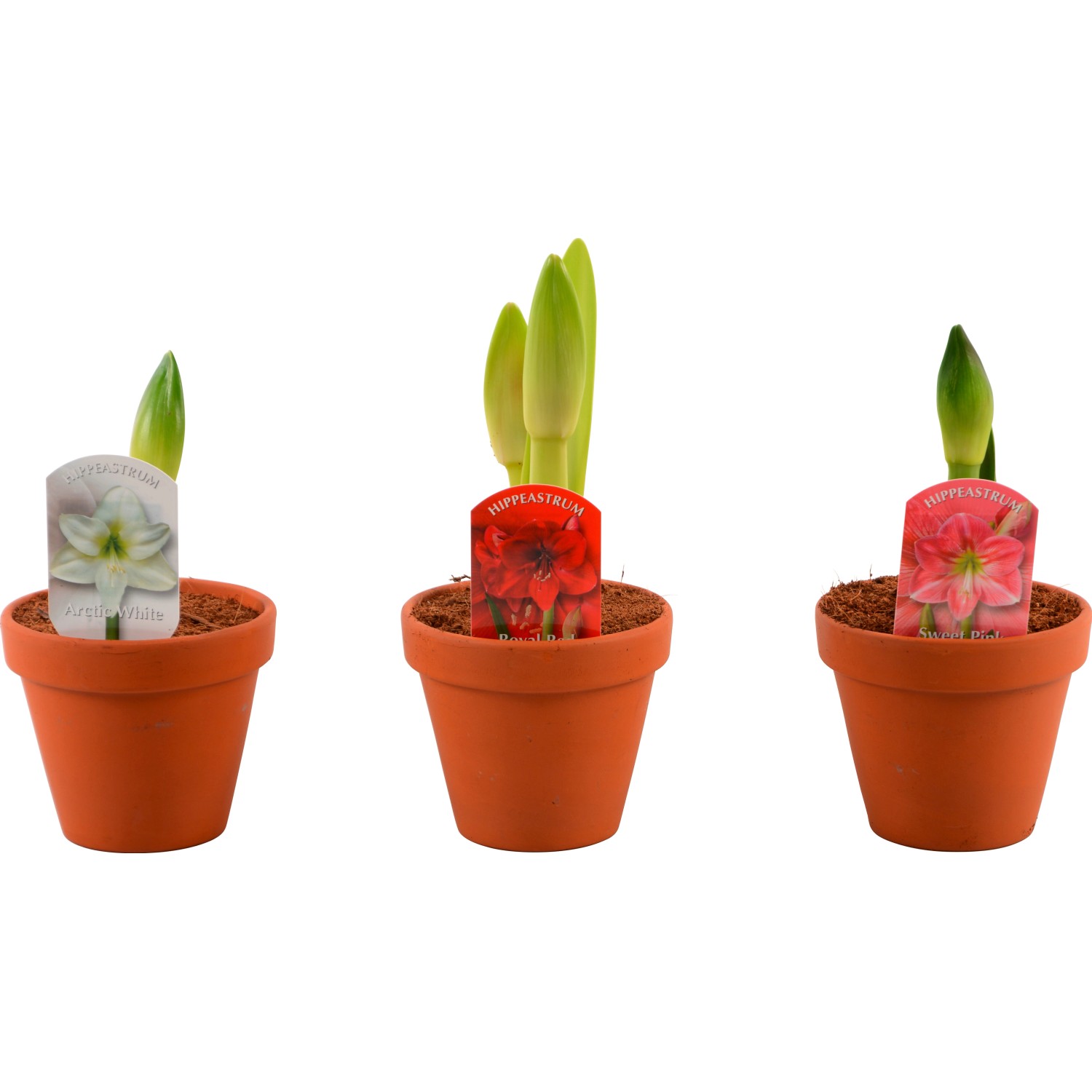 Amarillys d`inverno 2 steli vaso Ø 13 cm Amarillys d`inverno 2 steli vaso Ø 13 cm