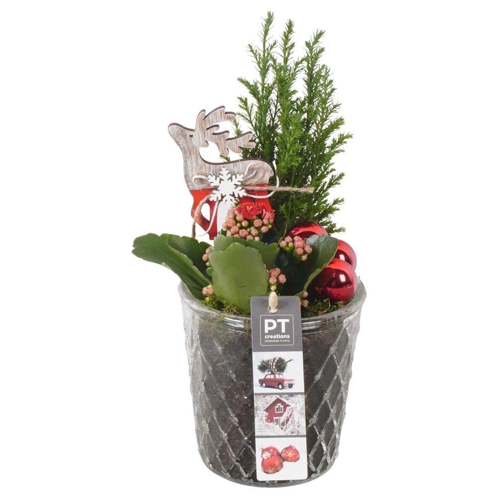Composizione natalizia in vetro con vaso da 12 cm Composizione natalizia in vetro con vaso da 12 cm