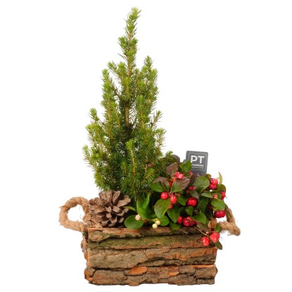 Composizione cassetta naturale Ø cm 20 Composizione cassetta naturale Ø cm 20