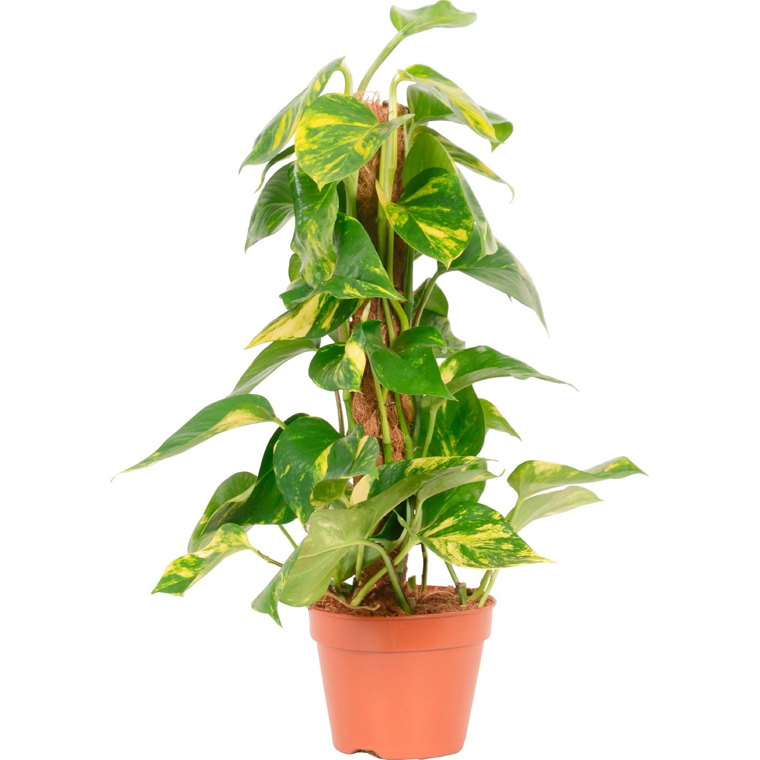Pothos "Aureum" su sostegno muschiato vaso Ø 15 cm Pothos "Aureum" su sostegno muschiato vaso Ø 15 cm