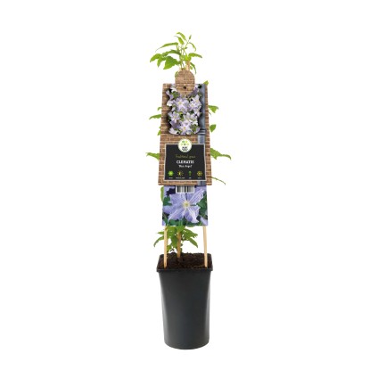Clematis "Blue Angel" H circa 75 cm vaso circa 2,25 l Clematis "Blue Angel" H circa 75 cm vaso circa 2,25 l