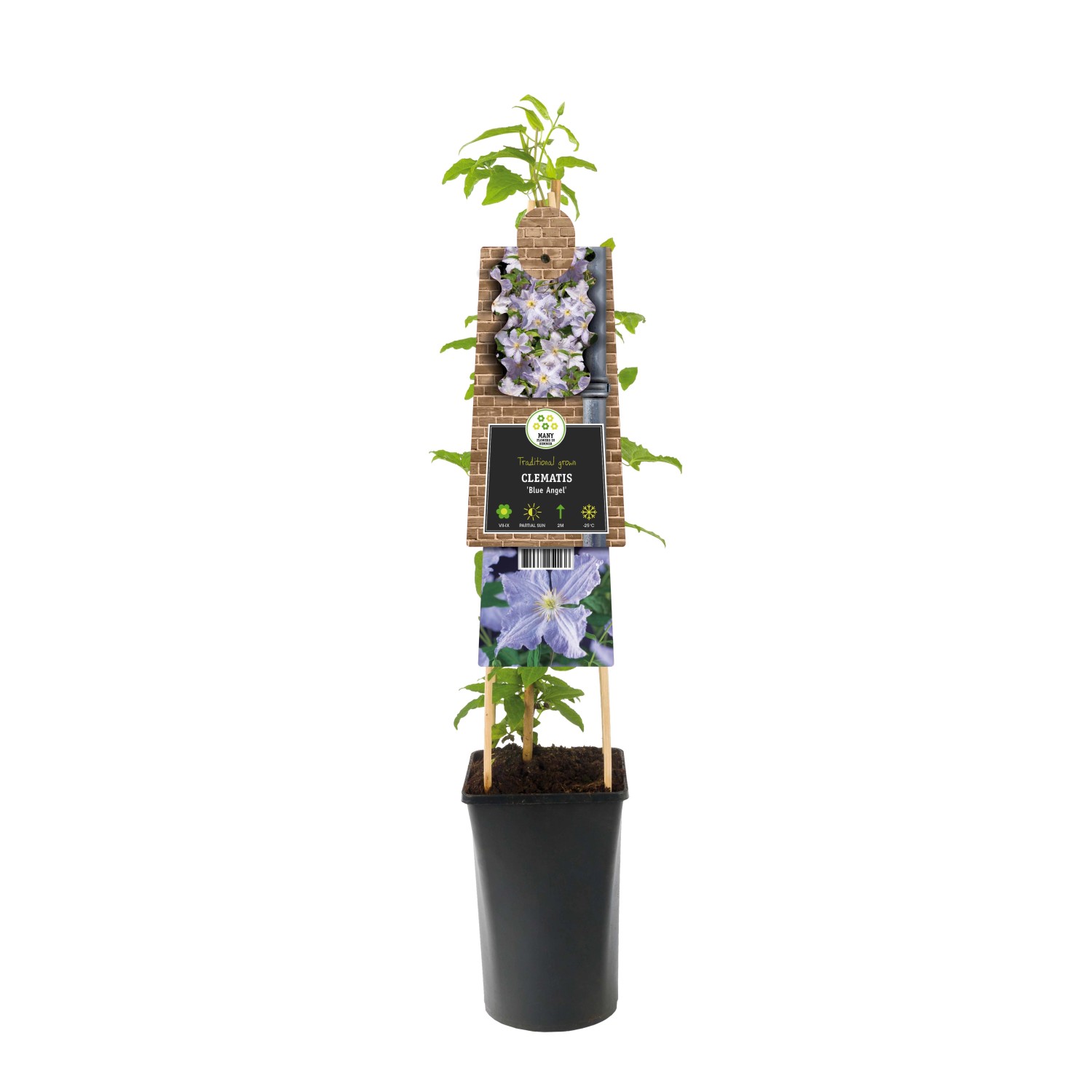 Clematis "Blue Angel" H circa 75 cm vaso circa 2,25 l Clematis "Blue Angel" H circa 75 cm vaso circa 2,25 l