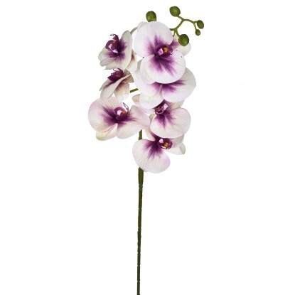 Phalaenopsis con 7 fiori 96 cm Phalaenopsis con 7 fiori 96 cm