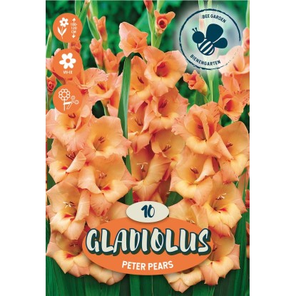Bulbi da fiore Gladiolus Peter Pears Bulbi da fiore Gladiolus Peter Pears