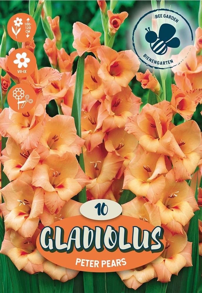 Bulbi da fiore Gladiolus Peter Pears Bulbi da fiore Gladiolus Peter Pears