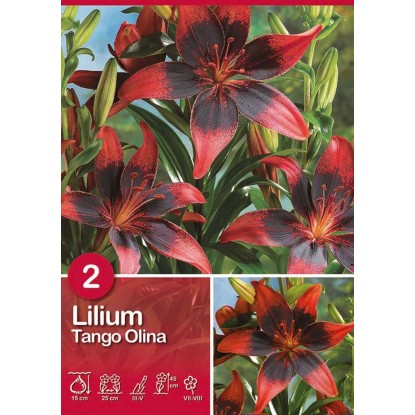 Giglio "Tango Olina" Giglio "Tango Olina"