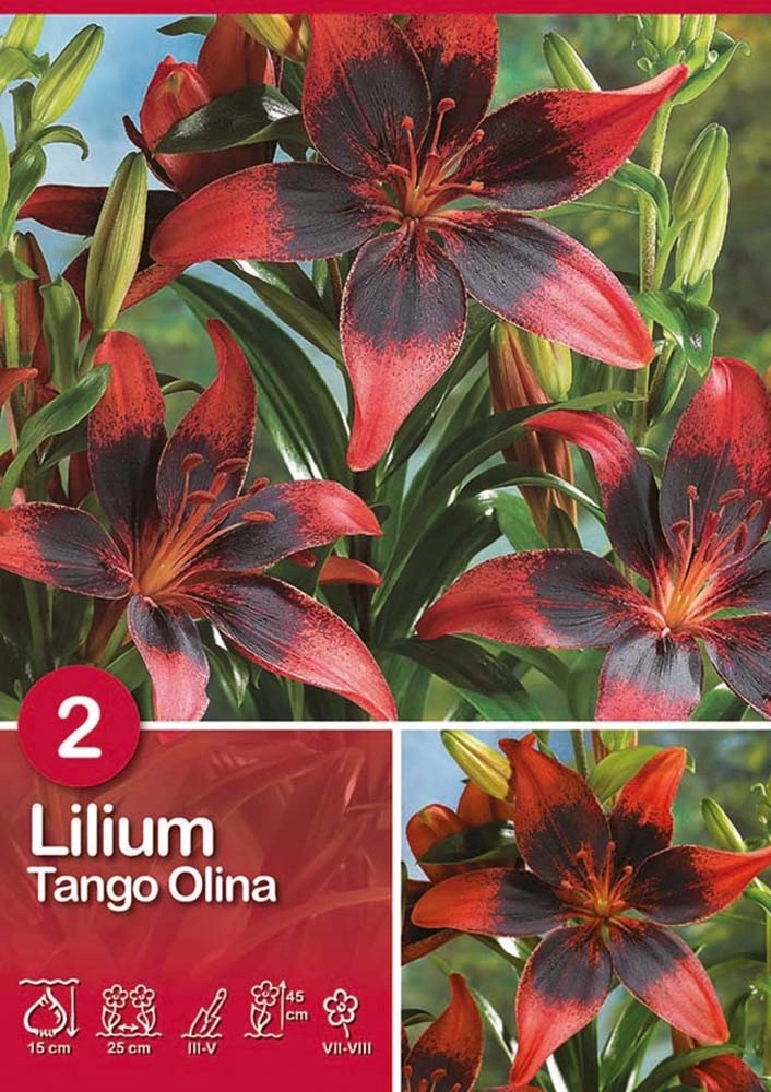 Giglio "Tango Olina" Giglio "Tango Olina"