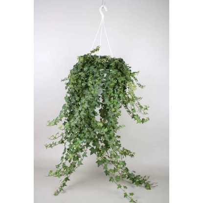 Hedera Heix Vaso 24 cm Hedera Heix Vaso 24 cm