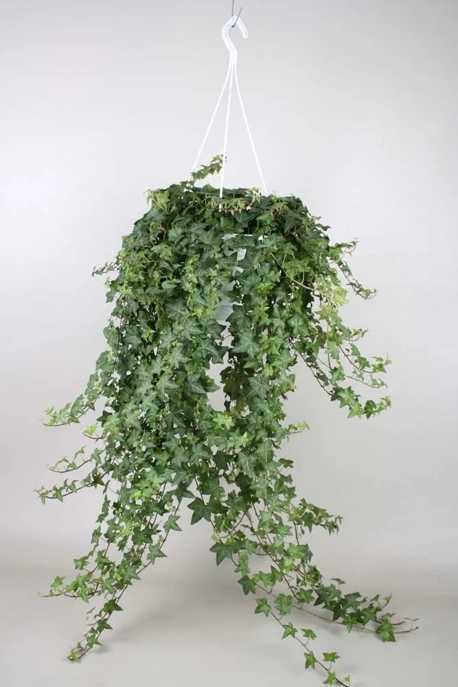 Hedera Heix Vaso 24 cm Hedera Heix Vaso 24 cm