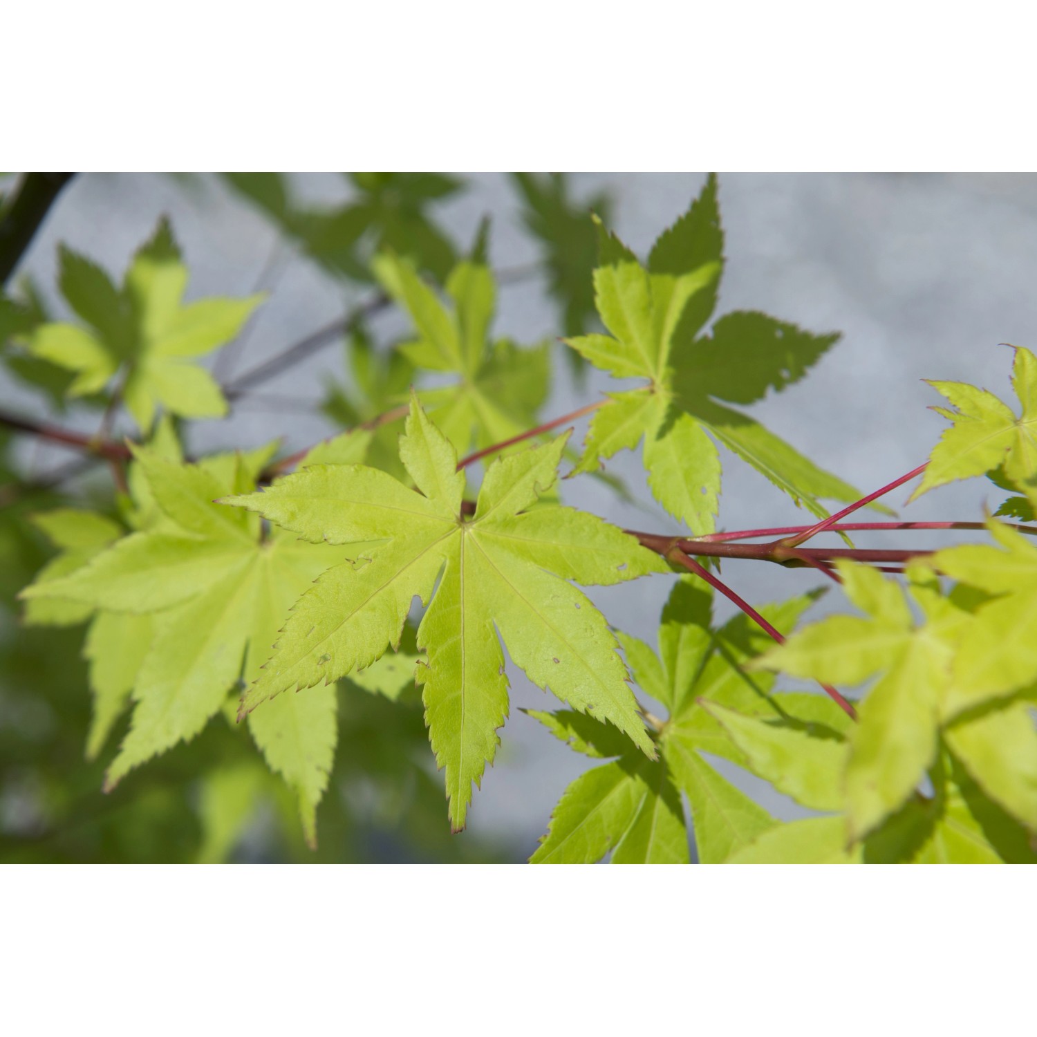 Acero palmato Summergold bonsai h 30/40 cm Acero palmato Summergold bonsai h 30/40 cm