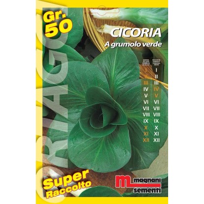 Semi orto big Cicoria grumolo verde 50 g Semi orto big Cicoria grumolo verde 50 g