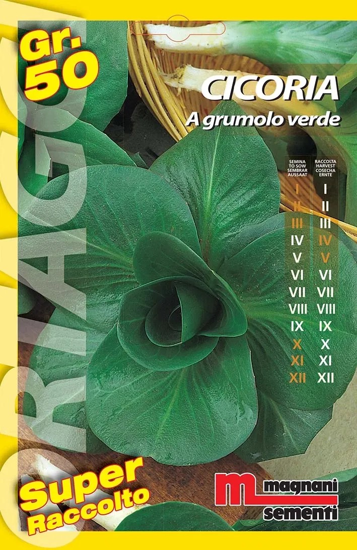 Semi orto big Cicoria grumolo verde 50 g Semi orto big Cicoria grumolo verde 50 g