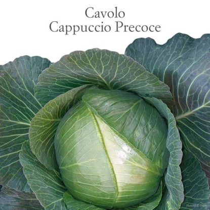 Cavolo cappuccio precoce vaschetta 4 pz Cavolo cappuccio precoce vaschetta 4 pz