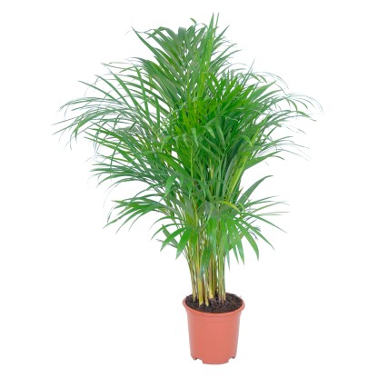 Areca Dypsis lutescens vaso Ø 19 cm Areca Dypsis lutescens vaso Ø 19 cm