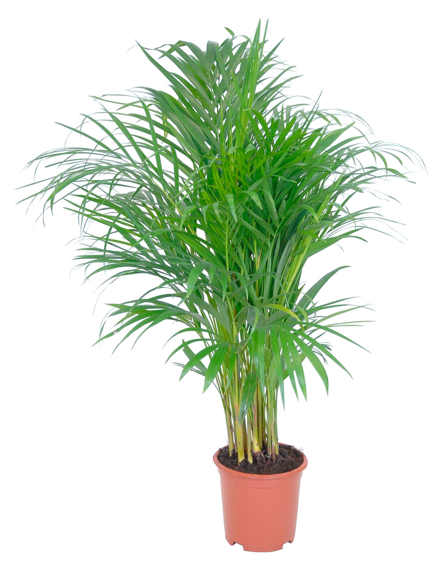 Areca Dypsis lutescens vaso Ø 19 cm Areca Dypsis lutescens vaso Ø 19 cm