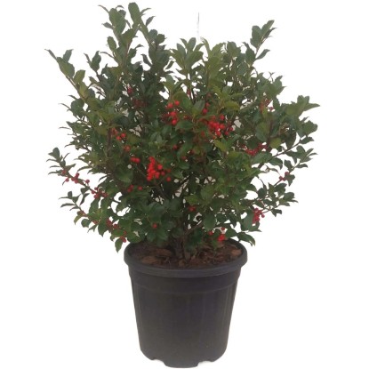 Ilex blu maide vaso 28 cm Ilex blu maide vaso 28 cm