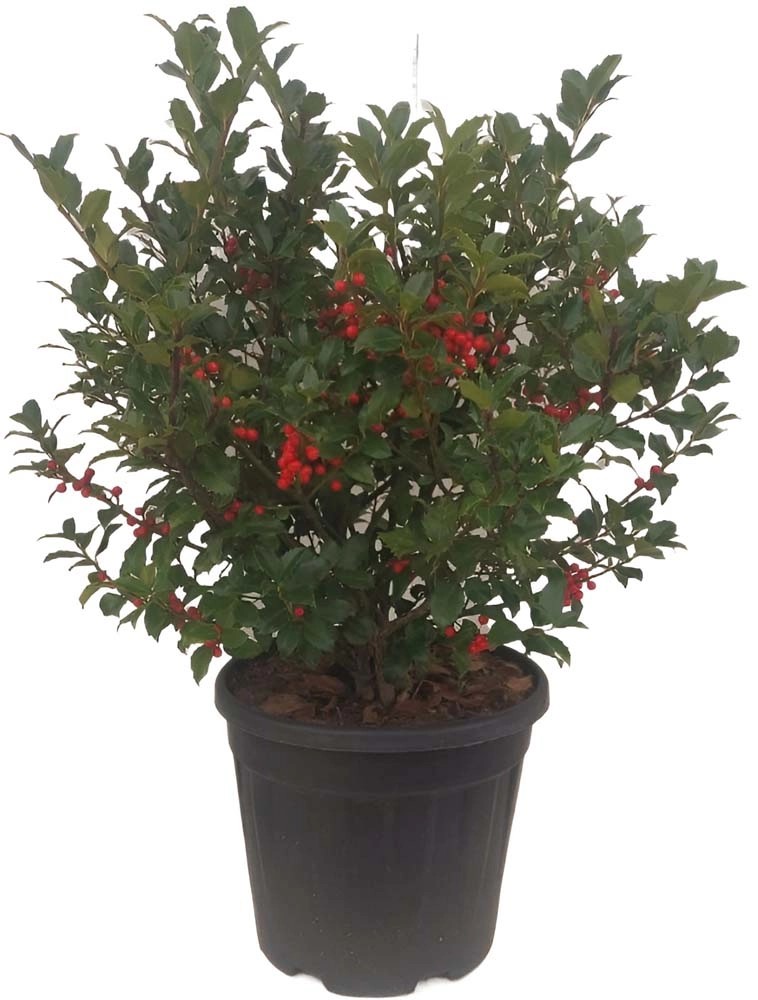 Ilex blu maide vaso 28 cm Ilex blu maide vaso 28 cm