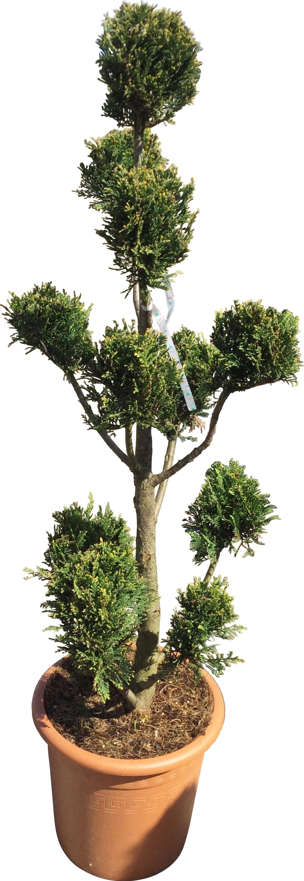 Cipresso Leilandi giallo (d`innesto) pompons 100/110 cm Cipresso Leilandi giallo (d`innesto) pompons 100/110 cm