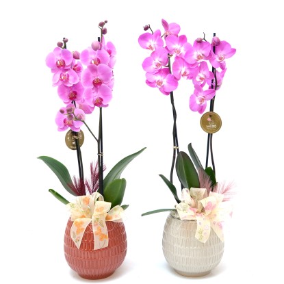 Composizione Phalaenopsis in vaso ceramica Composizione Phalaenopsis in vaso ceramica