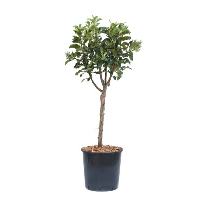 Melo nano - Malus domestica nano Melo nano - Malus domestica nano