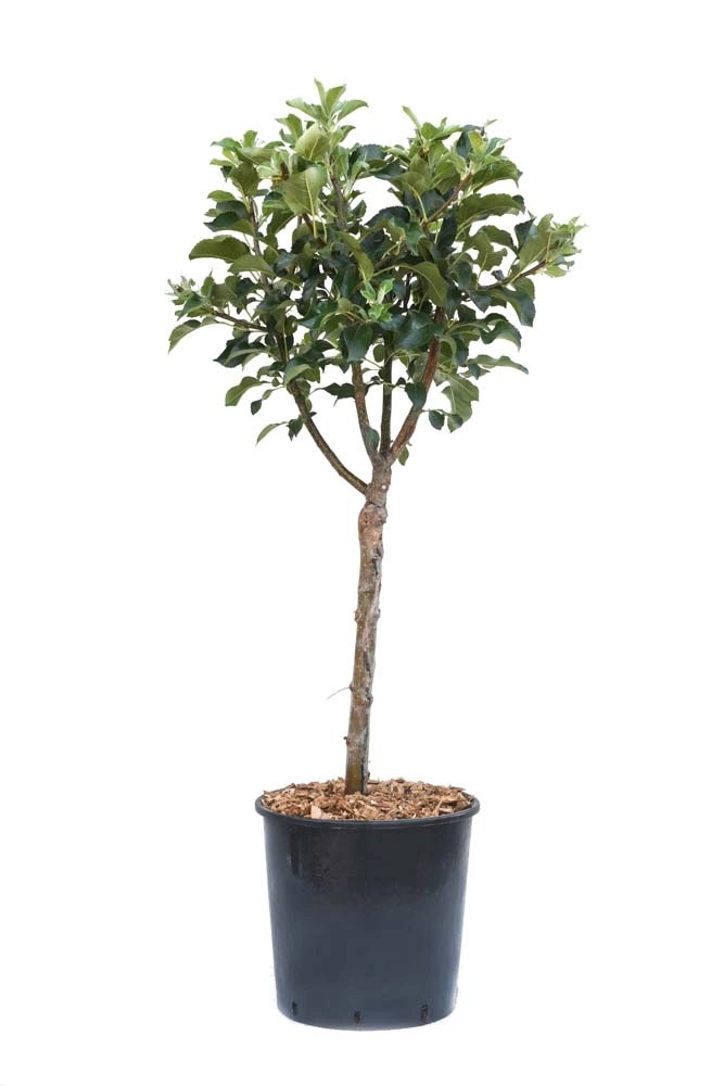 Melo nano - Malus domestica nano Melo nano - Malus domestica nano