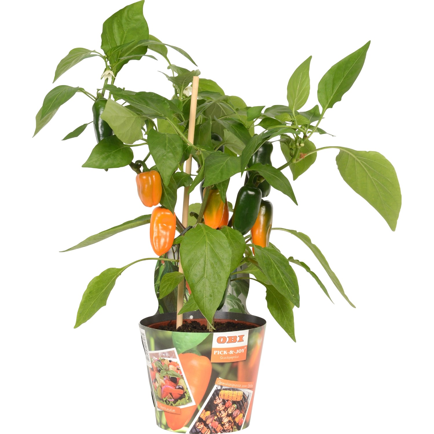 Capsicum Pick & Joy vaso Ø 14 cm Capsicum Pick & Joy vaso Ø 14 cm