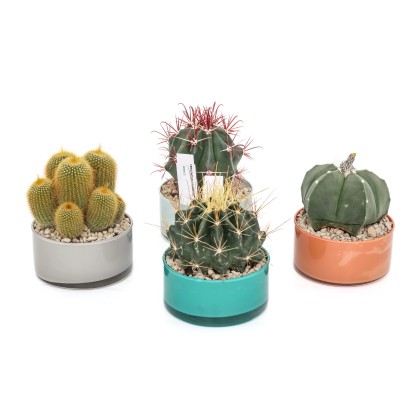 Cactus spinosi - Cactus Vaso Decorativo Ø 12 cm Cactus spinosi - Cactus Vaso Decorativo Ø 12 cm
