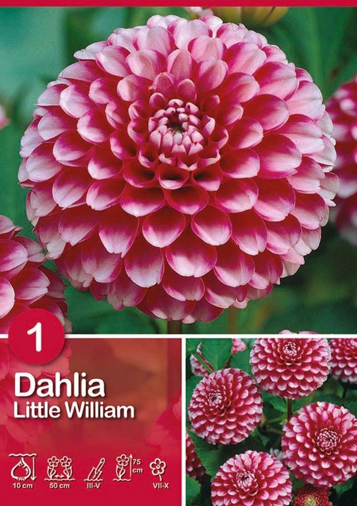 Dalia "Little William" Dalia "Little William"