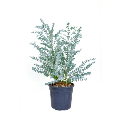 Eucalyptus pulverulenta `Baby Blue` Eucalyptus pulverulenta `Baby Blue`