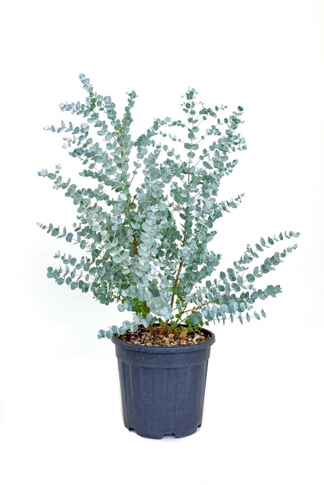 Eucalyptus pulverulenta `Baby Blue` Eucalyptus pulverulenta `Baby Blue`