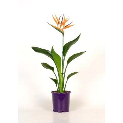 Strelitzia Reginae In vaso 12 cm Strelitzia Reginae In vaso 12 cm