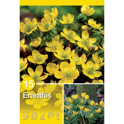 Eranthis Cilicia 15 pz Eranthis Cilicia 15 pz