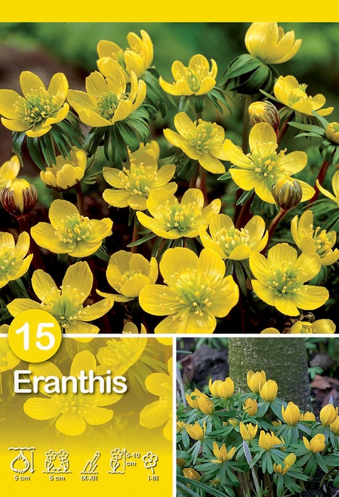 Eranthis Cilicia 15 pz Eranthis Cilicia 15 pz