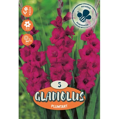 Bulbi da fiore Gladiolus Plumtart Bulbi da fiore Gladiolus Plumtart