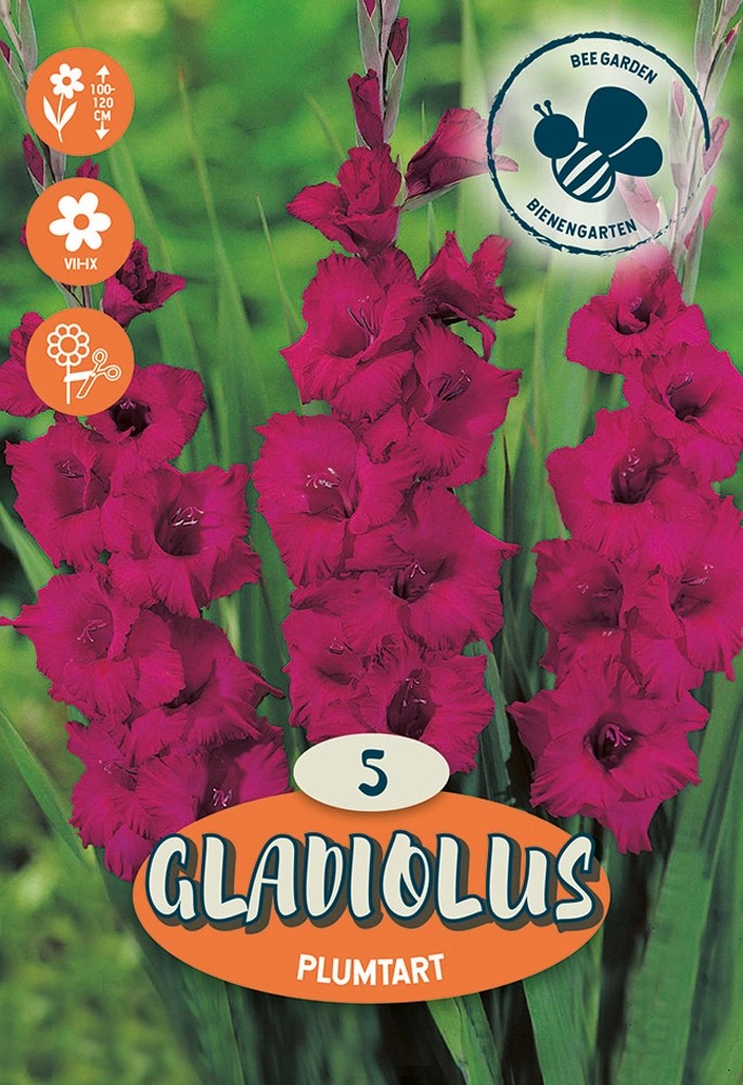 Bulbi da fiore Gladiolus Plumtart Bulbi da fiore Gladiolus Plumtart