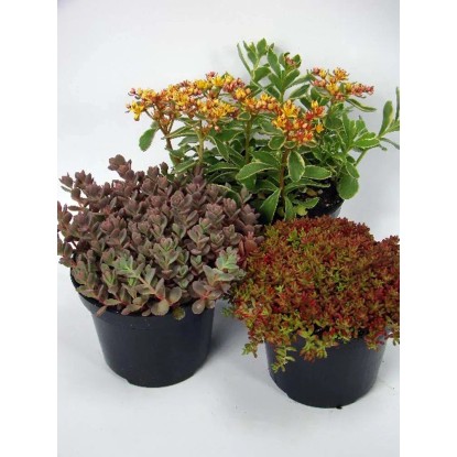 Sempervivum mix vaso 14 cm Sempervivum mix vaso 14 cm