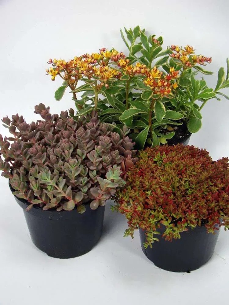 Sempervivum mix vaso 14 cm Sempervivum mix vaso 14 cm