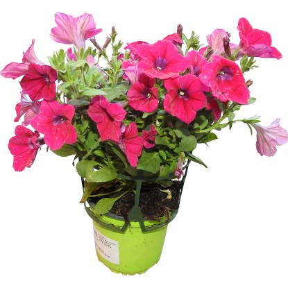 Surfinia vaso 14 cm Surfinia vaso 14 cm