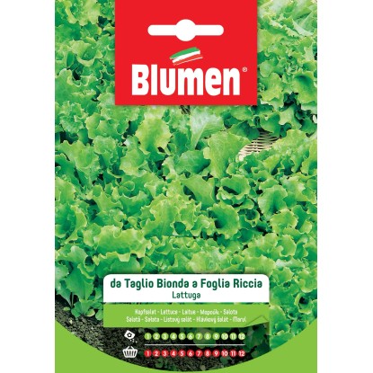 Semi Lattuga da taglio a foglia riccia Semi Lattuga da taglio a foglia riccia